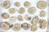 Flat: - Jurassic Ammonites From England - Pieces #91429-2